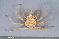 藏品(棘刺蜘蛛蟹)的圖片